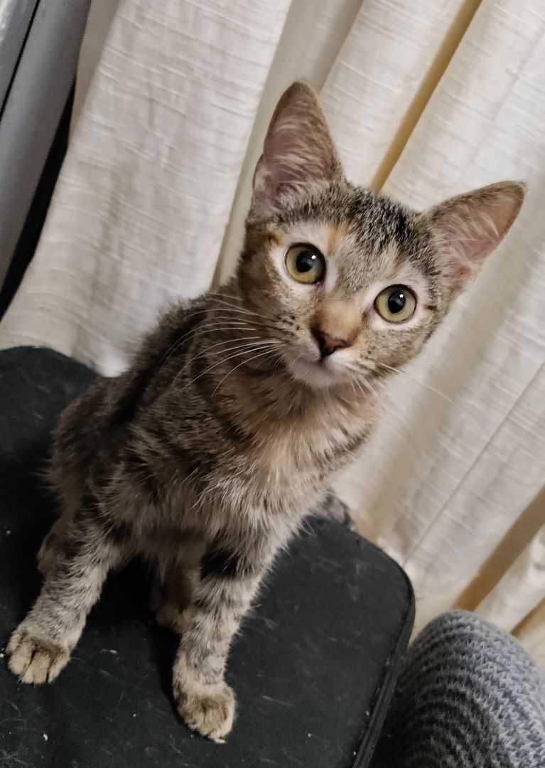 Enlarge Ella, a Adoptable Domestic Short Hair in Honolulu, HI image 3/6