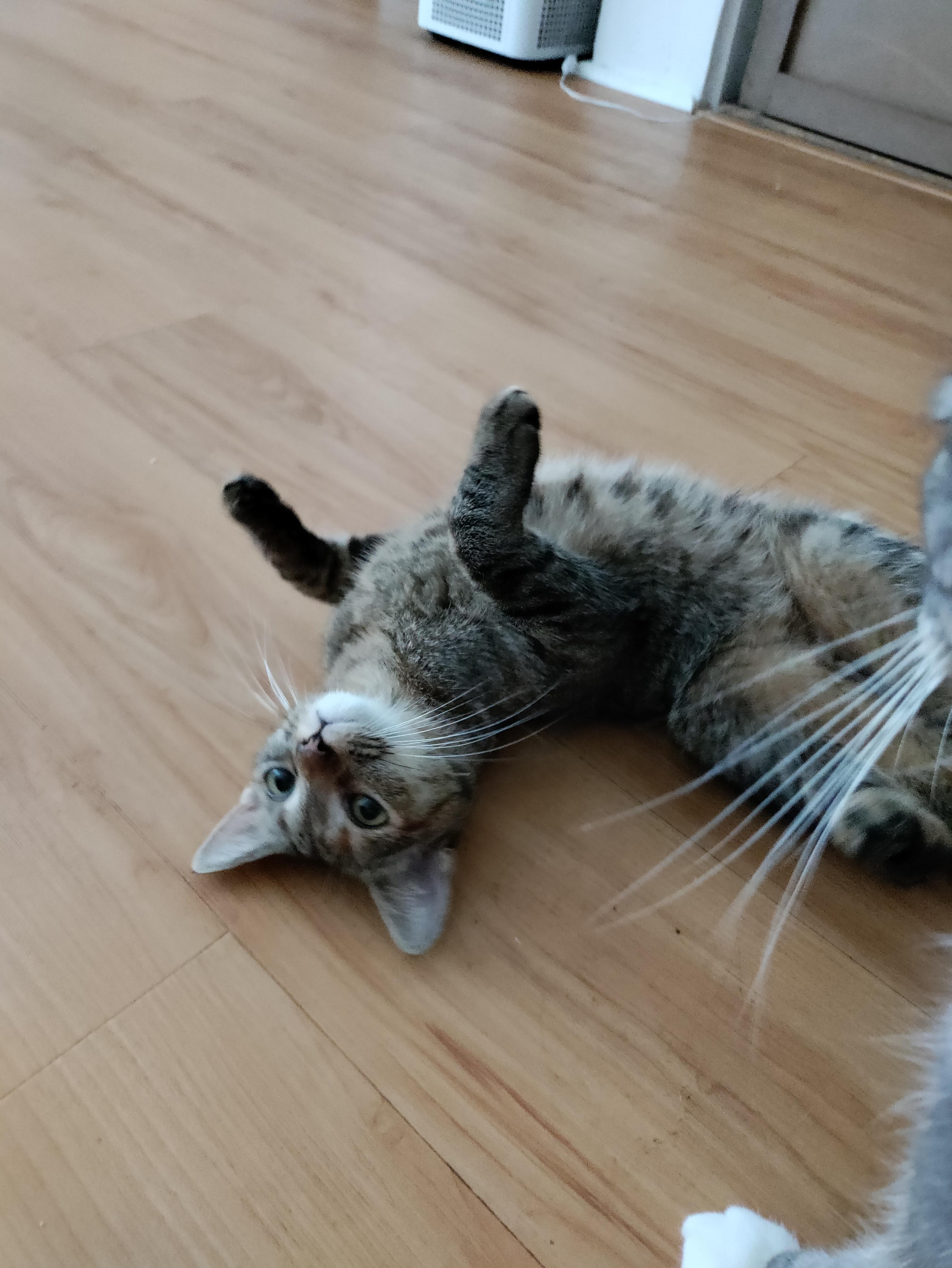 Enlarge Ella, a Adoptable Domestic Short Hair in Honolulu, HI image 6/6