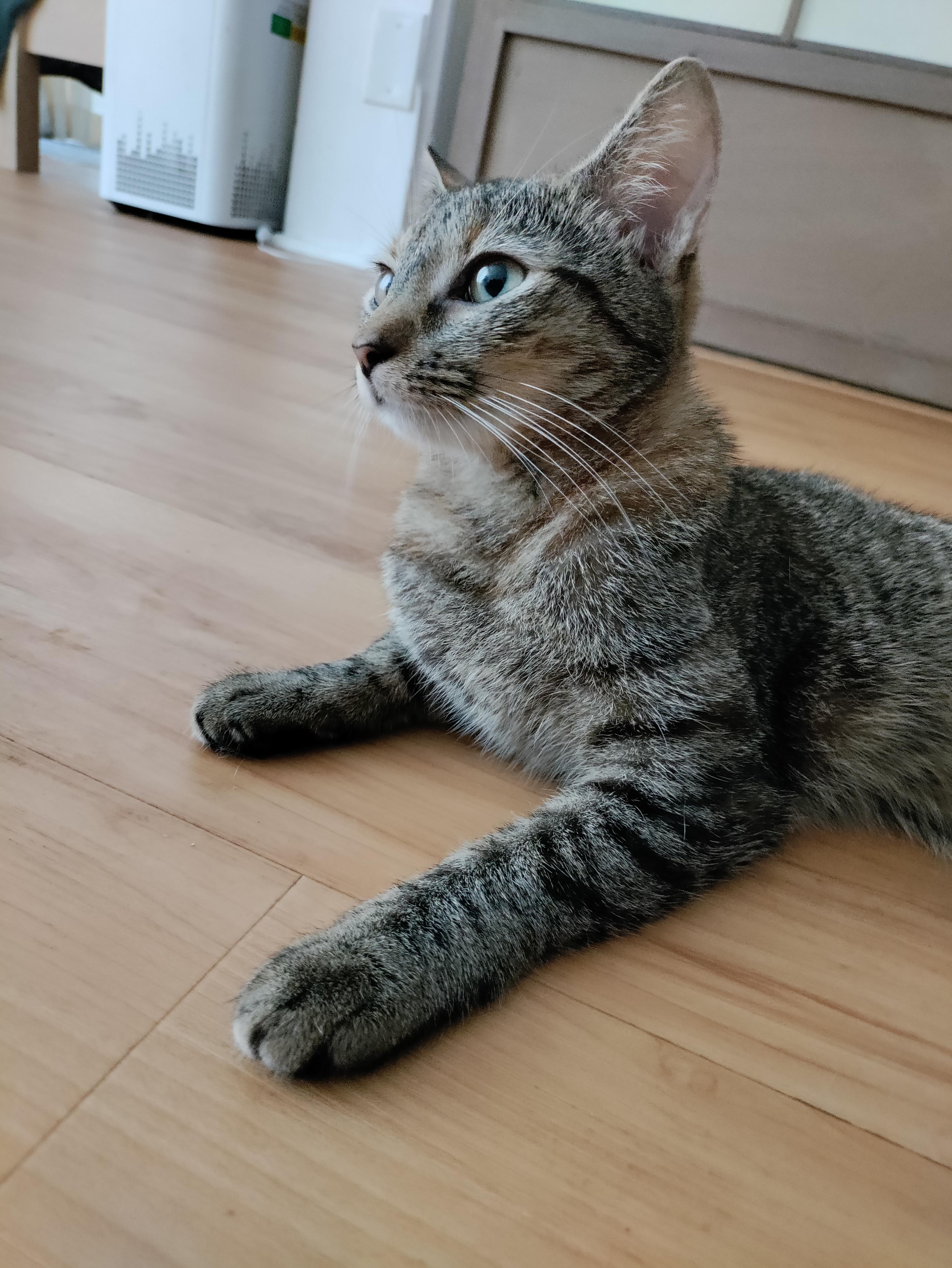 Enlarge Ella, a Adoptable Domestic Short Hair in Honolulu, HI image 5/6