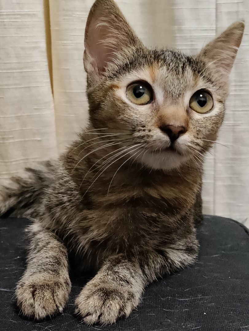 Enlarge Ella, a Adoptable Domestic Short Hair in Honolulu, HI image 4/6