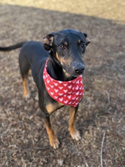 Smiles, Adoptable, Young Male Doberman Pinscher & Rottweiler.