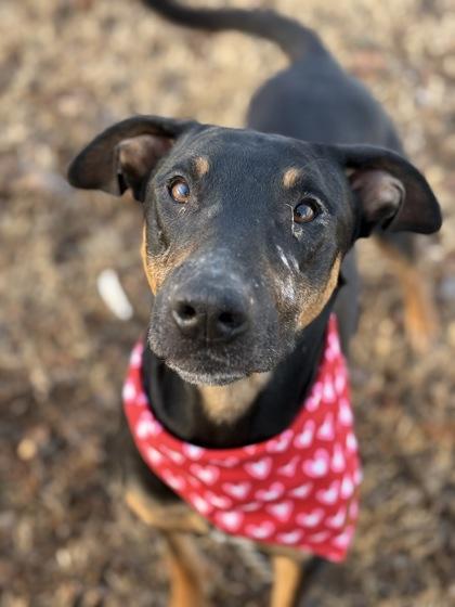 Enlarge Smiles, a Adoptable mixed breed in Bartlesville, OK image 2/3