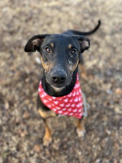 Enlarge Smiles, a Adoptable mixed breed in Bartlesville, OK image 3/3