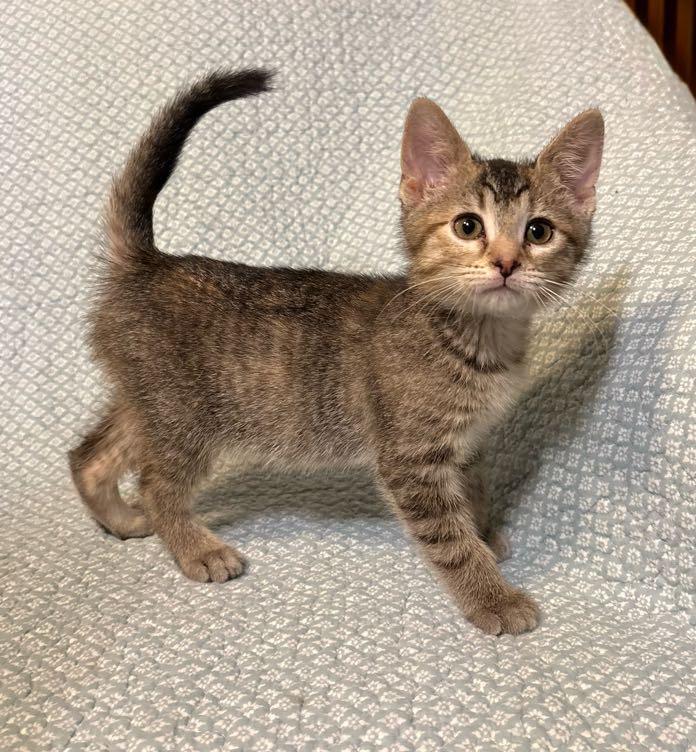 Enlarge Sandi, an adopted Domestic Short Hair in Waterloo, IA image 5/5