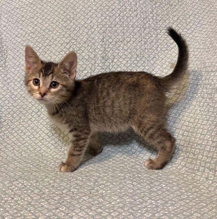 Enlarge Sandi, an adopted Domestic Short Hair in Waterloo, IA image 3/5