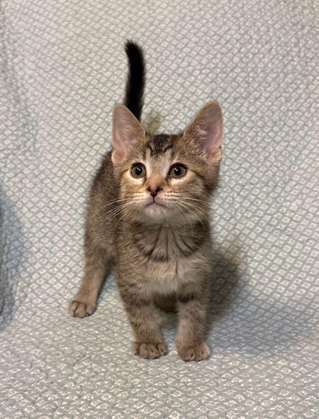 Enlarge Sandi, an adopted Domestic Short Hair in Waterloo, IA image 2/5