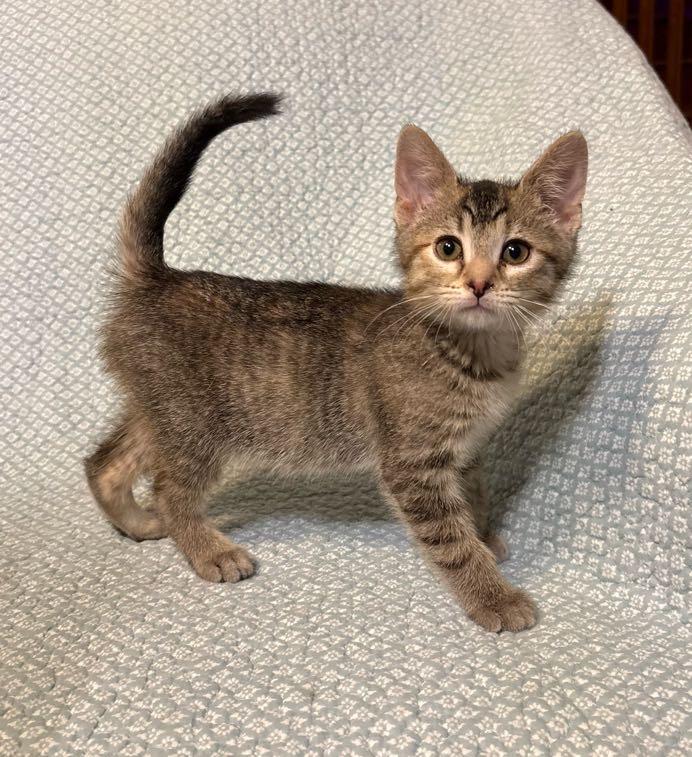 Sandi, adopted, Kitten Female Domestic Short Hair.