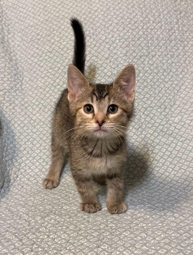 Enlarge Sandi, an adopted Domestic Short Hair in Waterloo, IA image 4/5