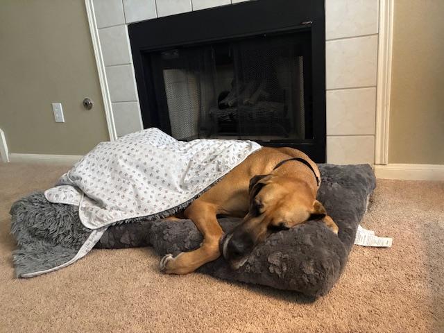 Goose, an adopted Great Dane in Austin, TX image 4/5