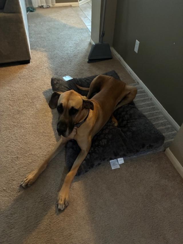 Goose, an adopted Great Dane in Austin, TX image 5/5