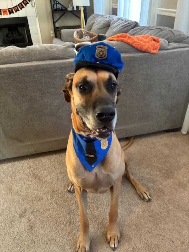 Goose, an adopted Great Dane in Austin, TX image 2/5