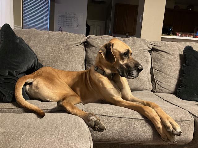 Goose, an adopted Great Dane in Austin, TX image 1/5