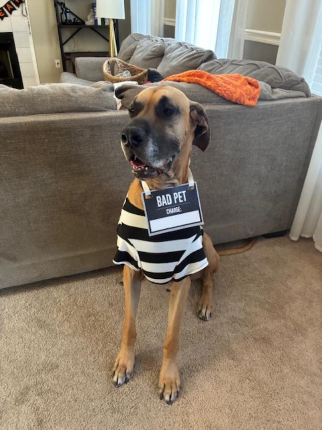 Goose, an adopted Great Dane in Austin, TX image 3/5