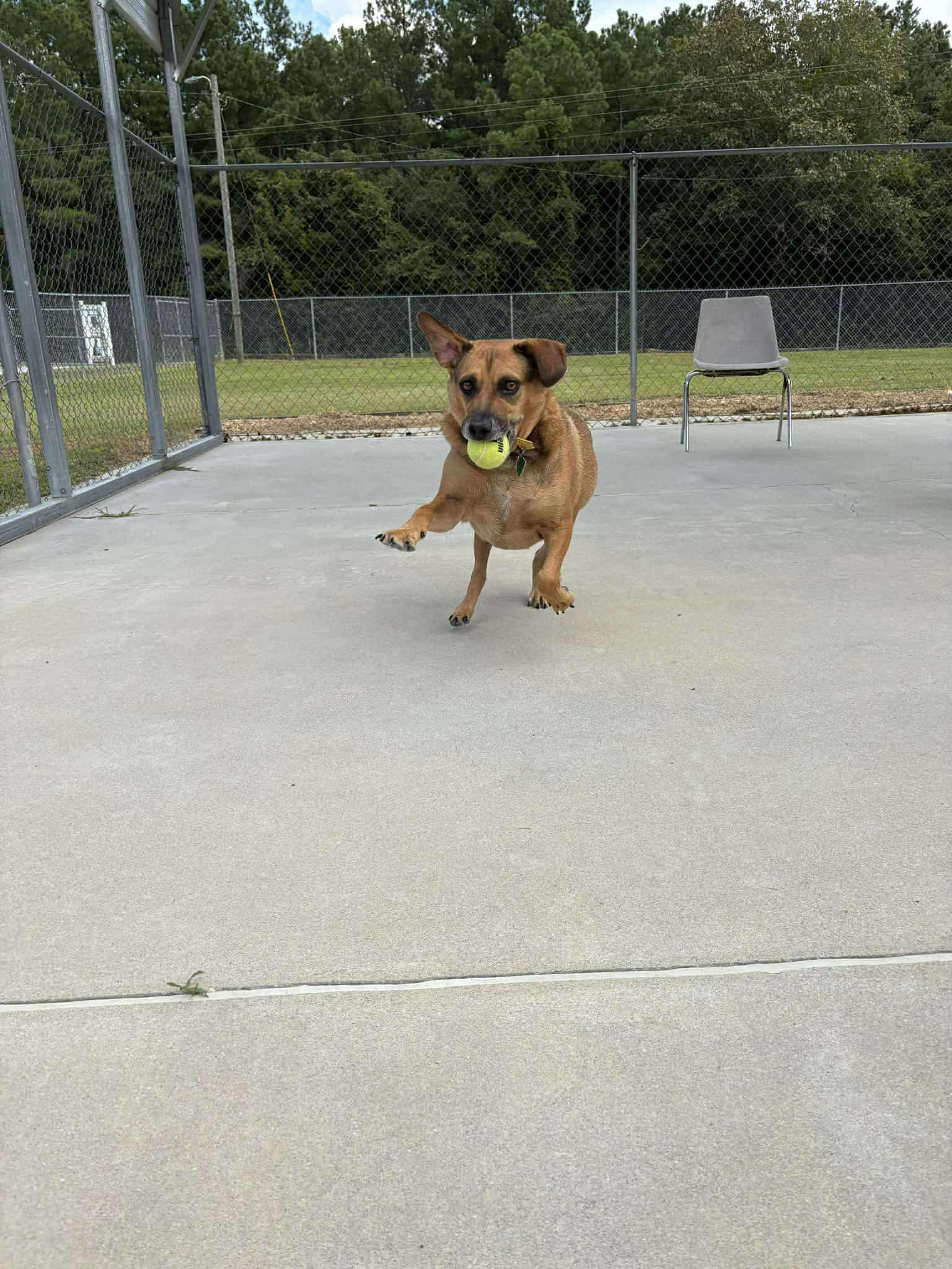 Buddy