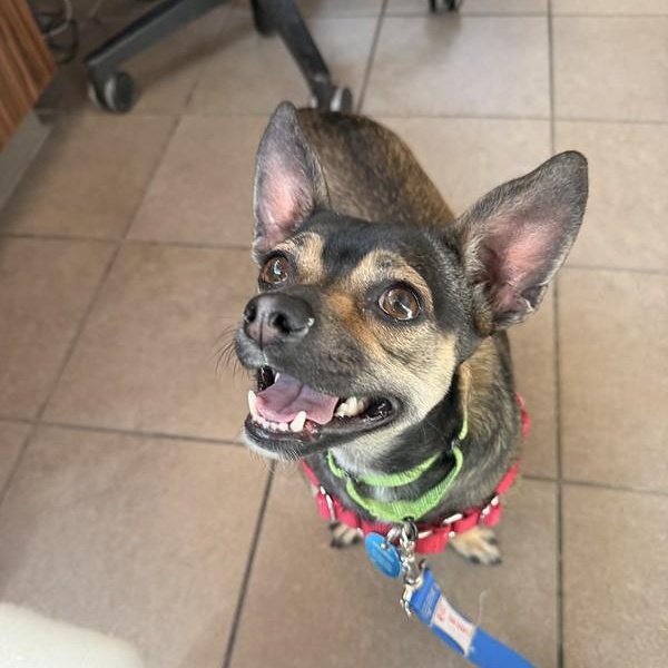 Taffy, ADOPTABLE, Young Female Mixed Breed.