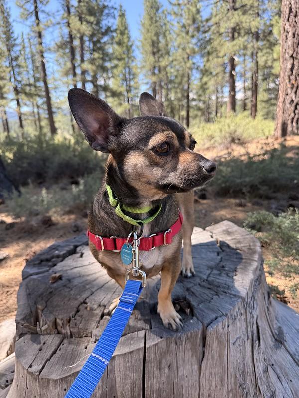 Taffy, a ADOPTABLE Mixed Breed in Truckee, CA image 4/4