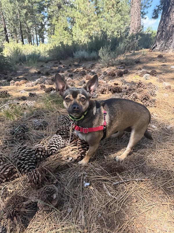 Taffy, a ADOPTABLE Mixed Breed in Truckee, CA image 3/4