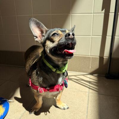Taffy, a ADOPTABLE Mixed Breed in Truckee, CA image 2/4