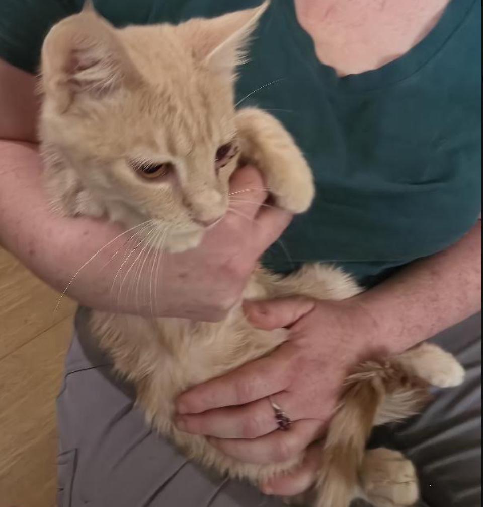 Enlarge Custard, a Adoptable Domestic Short Hair in Cincinnati, OH image 1/3