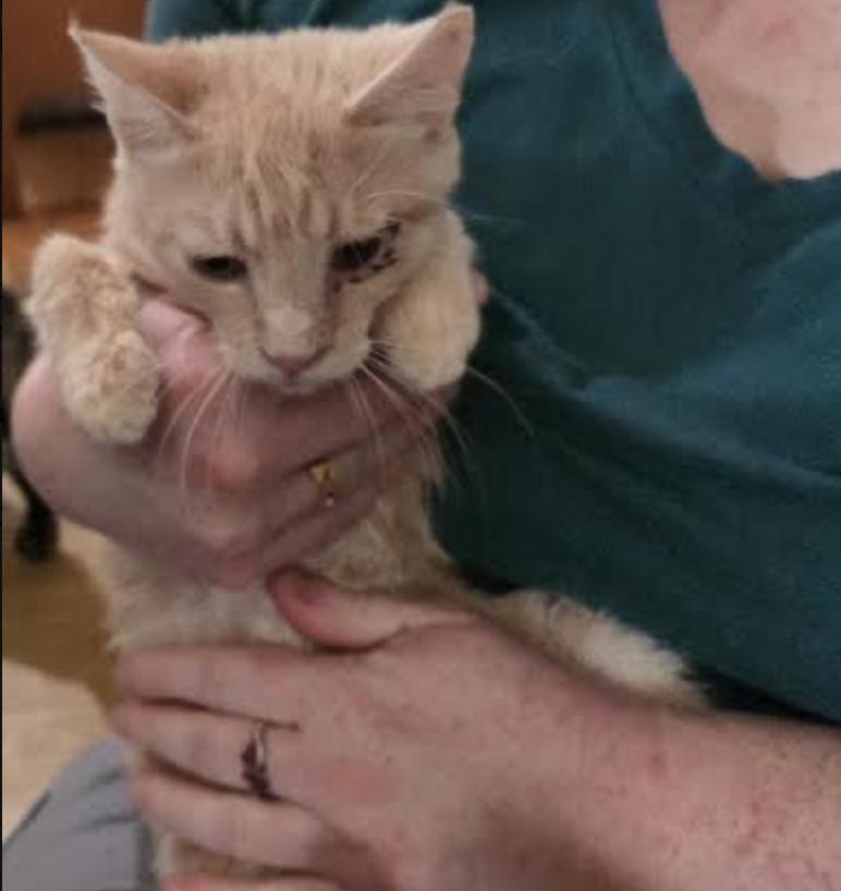 Enlarge Custard, a Adoptable Domestic Short Hair in Cincinnati, OH image 3/3