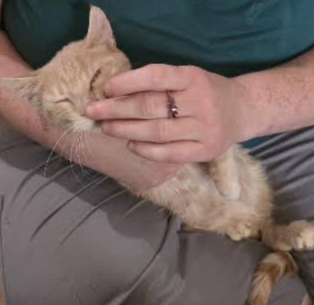 Enlarge Custard, a Adoptable Domestic Short Hair in Cincinnati, OH image 2/3