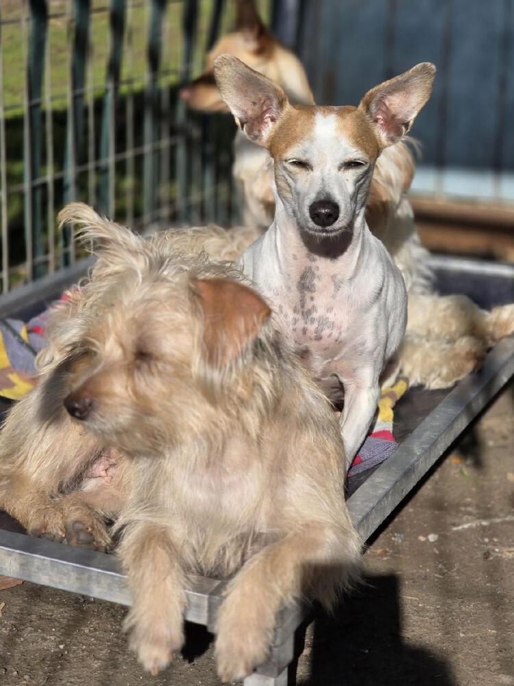 Enlarge Sweet Pea, a Adoptable mixed breed in Santa Rosa, CA image 1/5