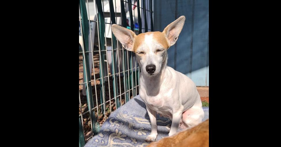 Enlarge Sweet Pea, a Adoptable mixed breed in Santa Rosa, CA image 2/5