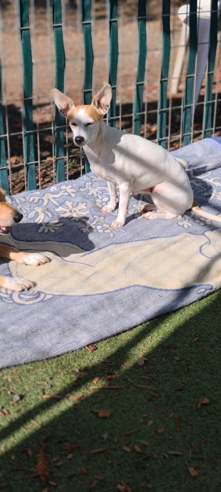 Enlarge Sweet Pea, a Adoptable mixed breed in Santa Rosa, CA image 4/5