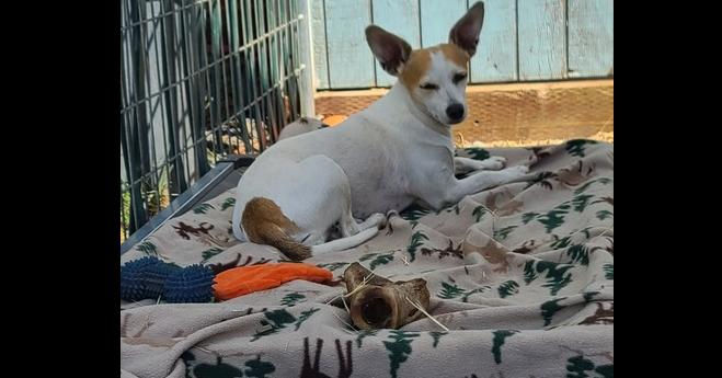 Enlarge Sweet Pea, a Adoptable mixed breed in Santa Rosa, CA image 5/5