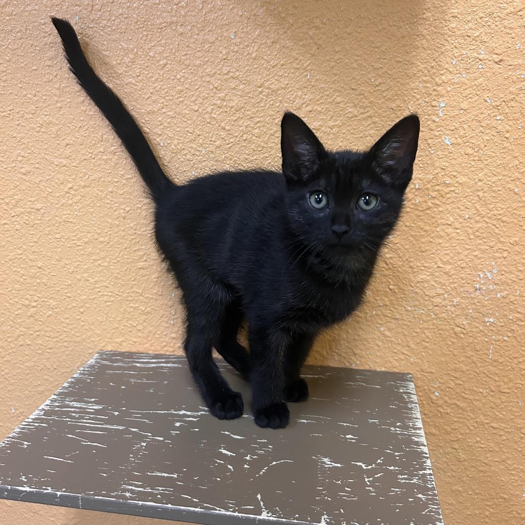 Enlarge Phoebe, a Adoptable Domestic Short Hair in Fresno, CA image 1/1