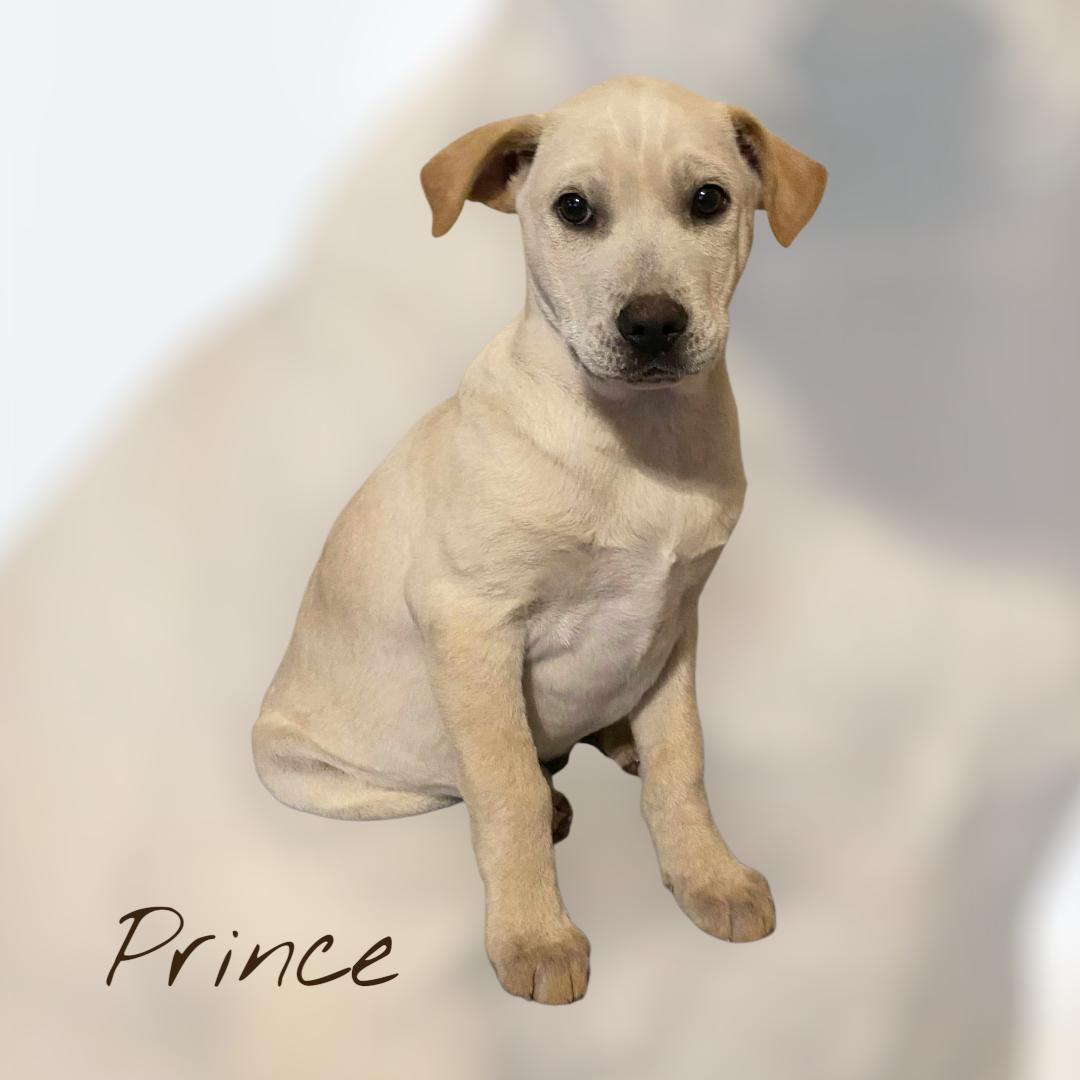 Prince