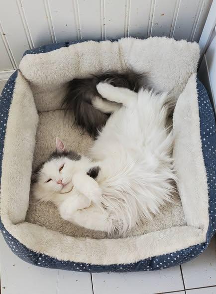 Dove, Adoptable, Adult Female Domestic Medium Hair.