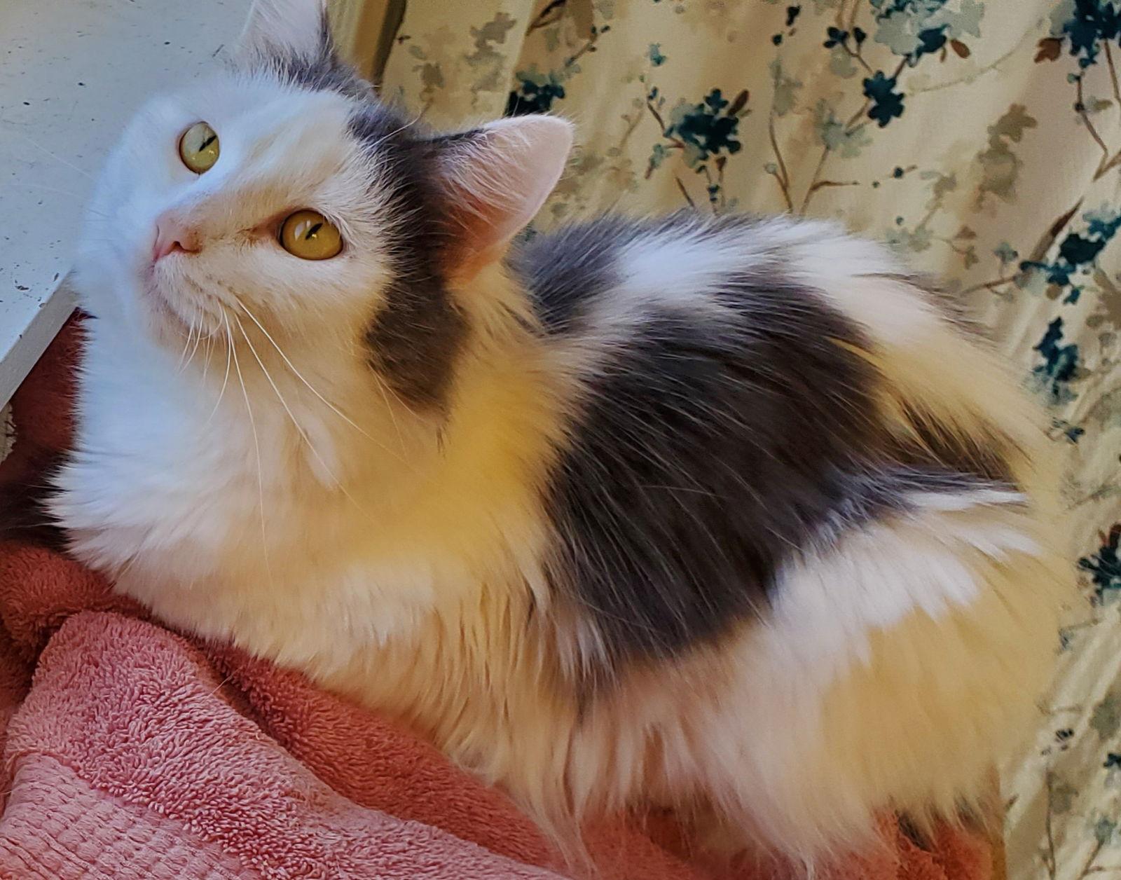 Enlarge Dove, a Adoptable Domestic Medium Hair in Naugatuck, CT image 2/3