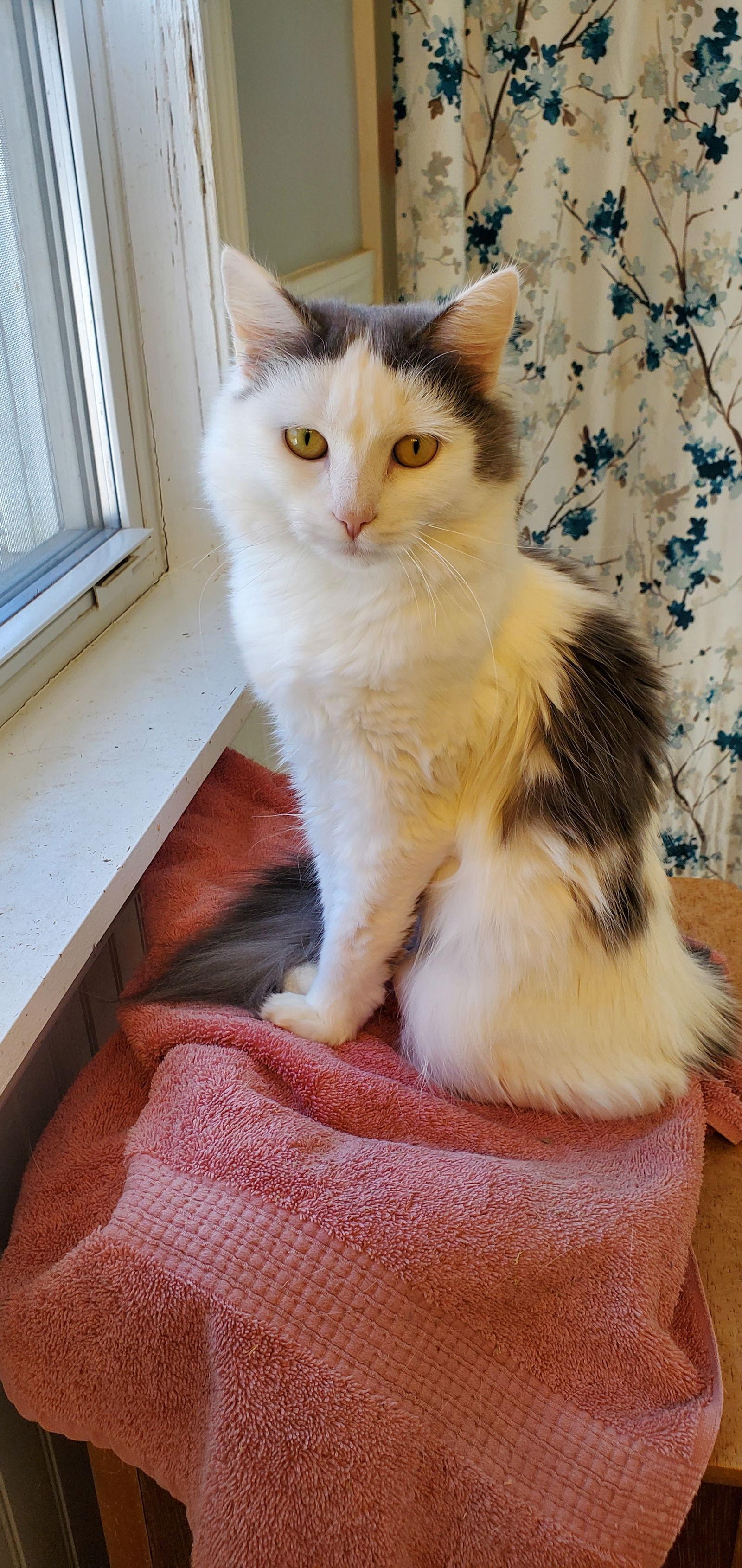 Dove, Adoptable, Young Female Domestic Medium Hair.