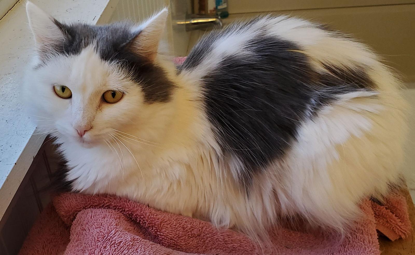 Enlarge Dove, a Adoptable Domestic Medium Hair in Naugatuck, CT image 3/3