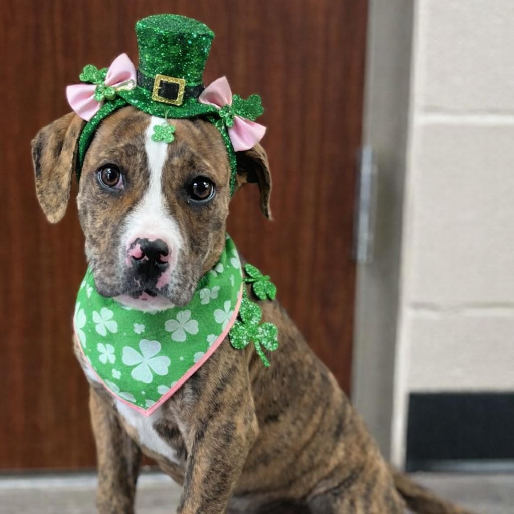 Juniper aka "Junie", Adoptable, Puppy Female Boxer & Mixed Breed.