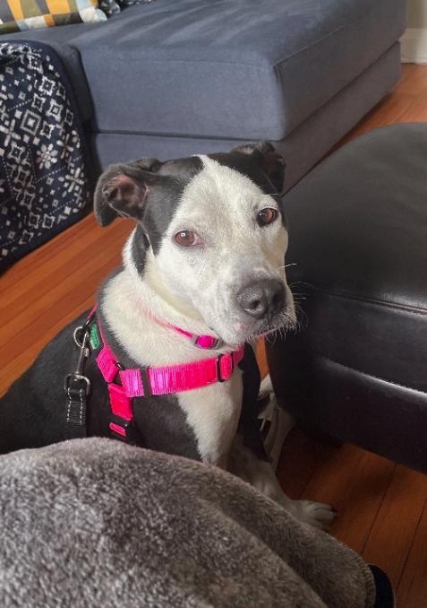 Jam, a ADOPTABLE mixed breed in Glen Ellyn, IL image 2/5