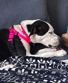 Jam, a ADOPTABLE mixed breed in Glen Ellyn, IL image 3/5
