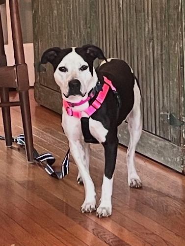 Jam, a ADOPTABLE mixed breed in Glen Ellyn, IL image 4/5