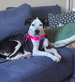 Jam, ADOPTABLE, Adult Female Pit Bull Terrier.