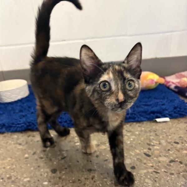 Hoshi, Adoptable, Kitten Female Domestic Short Hair.