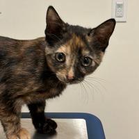 Enlarge Hoshi, a Adoptable Domestic Short Hair in Phoenix, AZ image 2/2