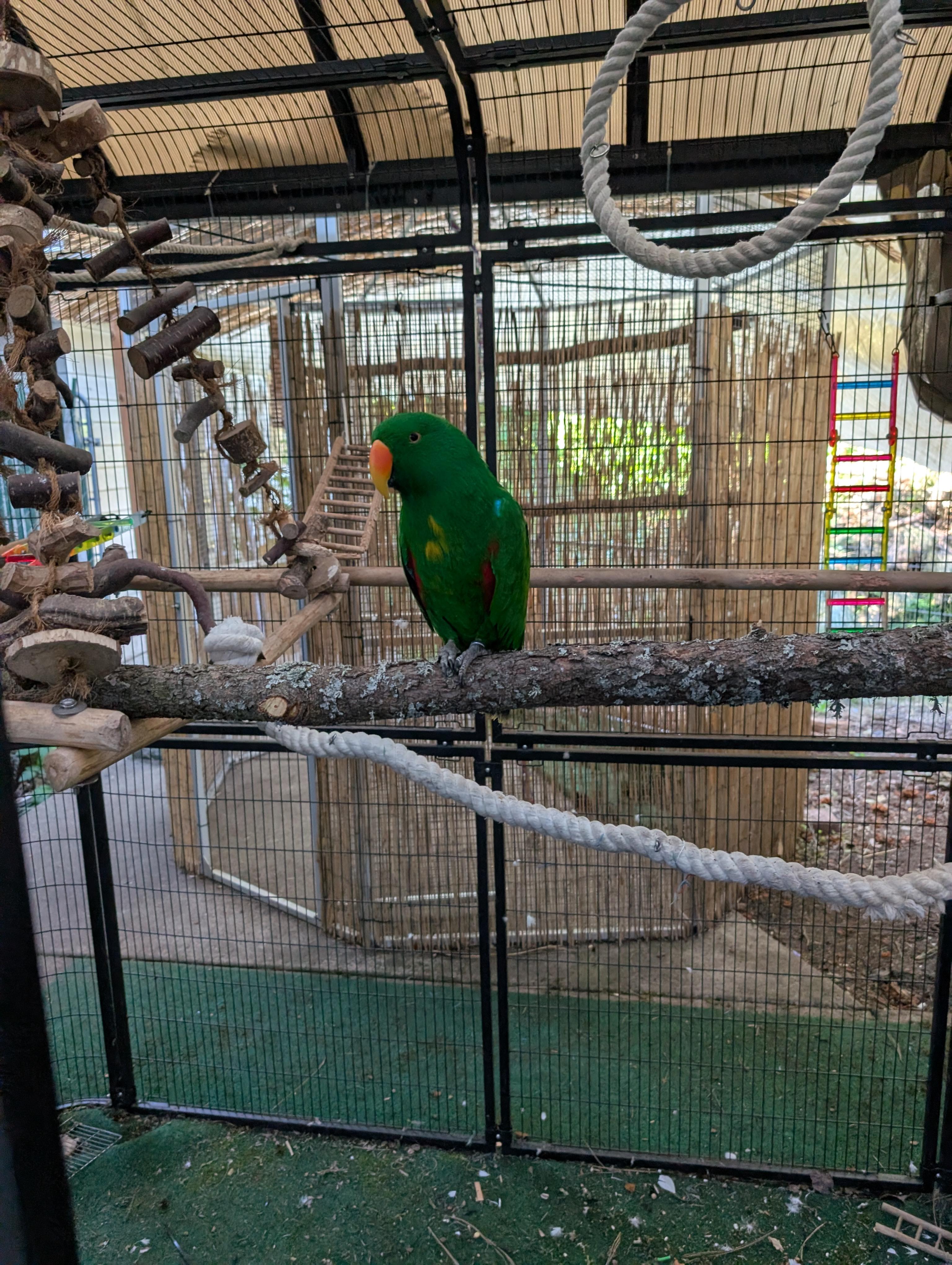 Upcoming Soon Rocky 25 YO Male Vosmaers Eclectus, a ADOPTABLE Eclectus in Vancouver, WA image 2/5