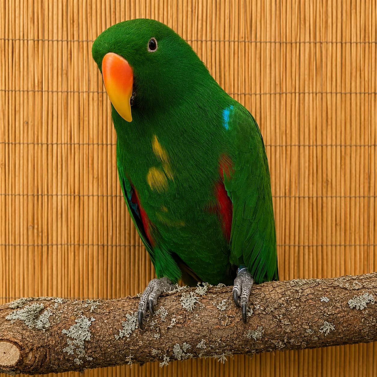 Rocky 25 YO Male Vosmaeri Eclectus, adoptable, Adult Male Eclectus.