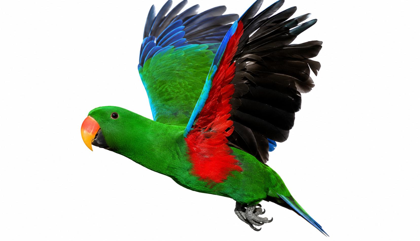 Upcoming Soon Rocky 25 YO Male Vosmaers Eclectus, ADOPTABLE, Adult Male Eclectus.
