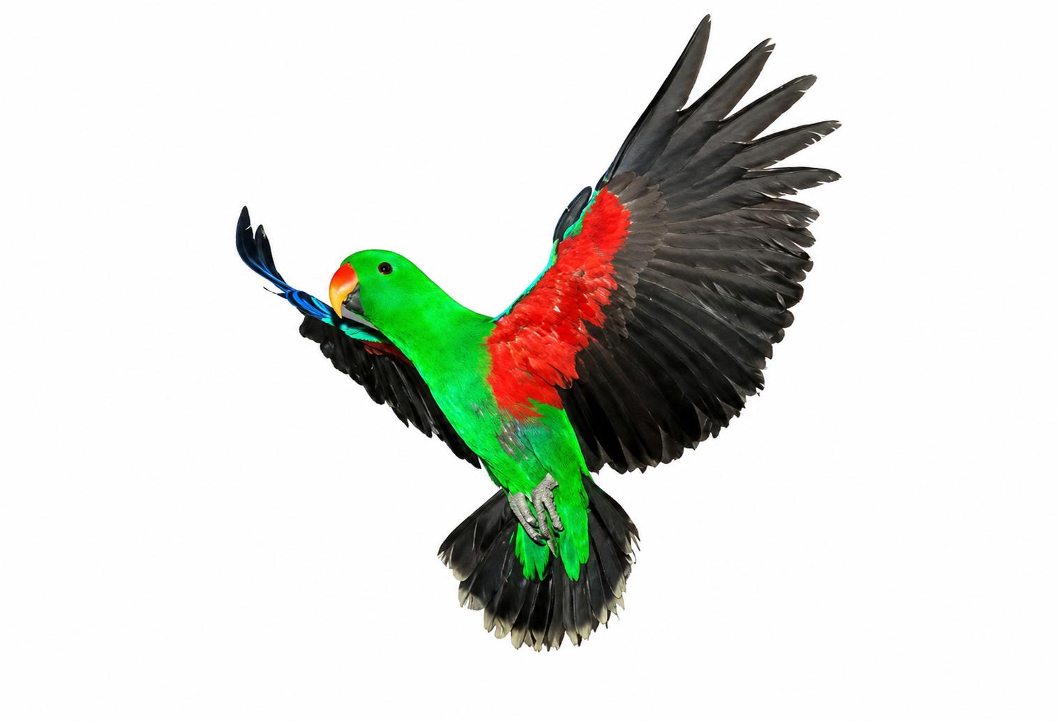 Upcoming Soon Rocky 25 YO Male Vosmaers Eclectus, a ADOPTABLE Eclectus in Vancouver, WA image 4/5