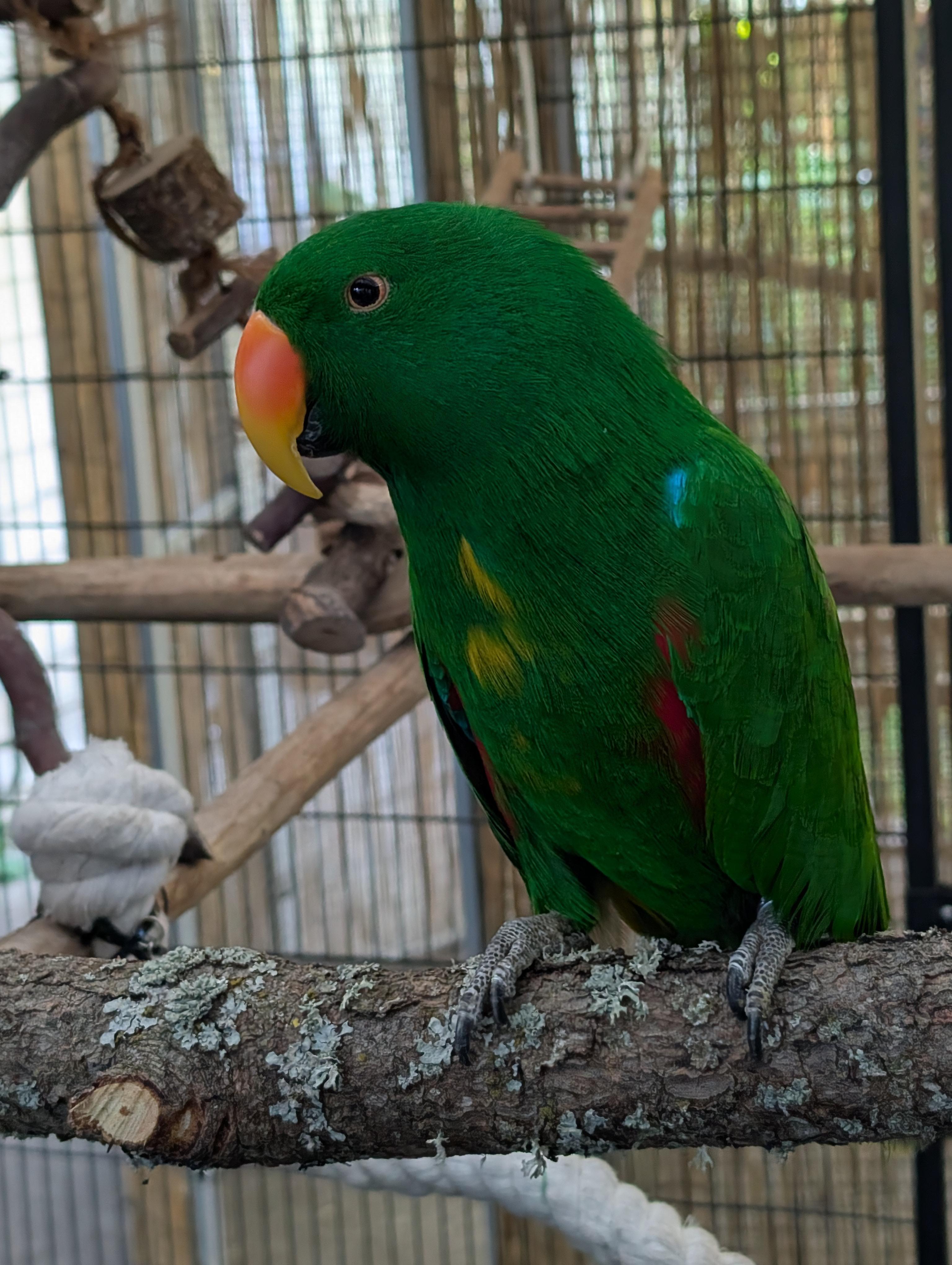 Upcoming Soon Rocky 25 YO Male Vosmaers Eclectus, a ADOPTABLE Eclectus in Vancouver, WA image 3/5