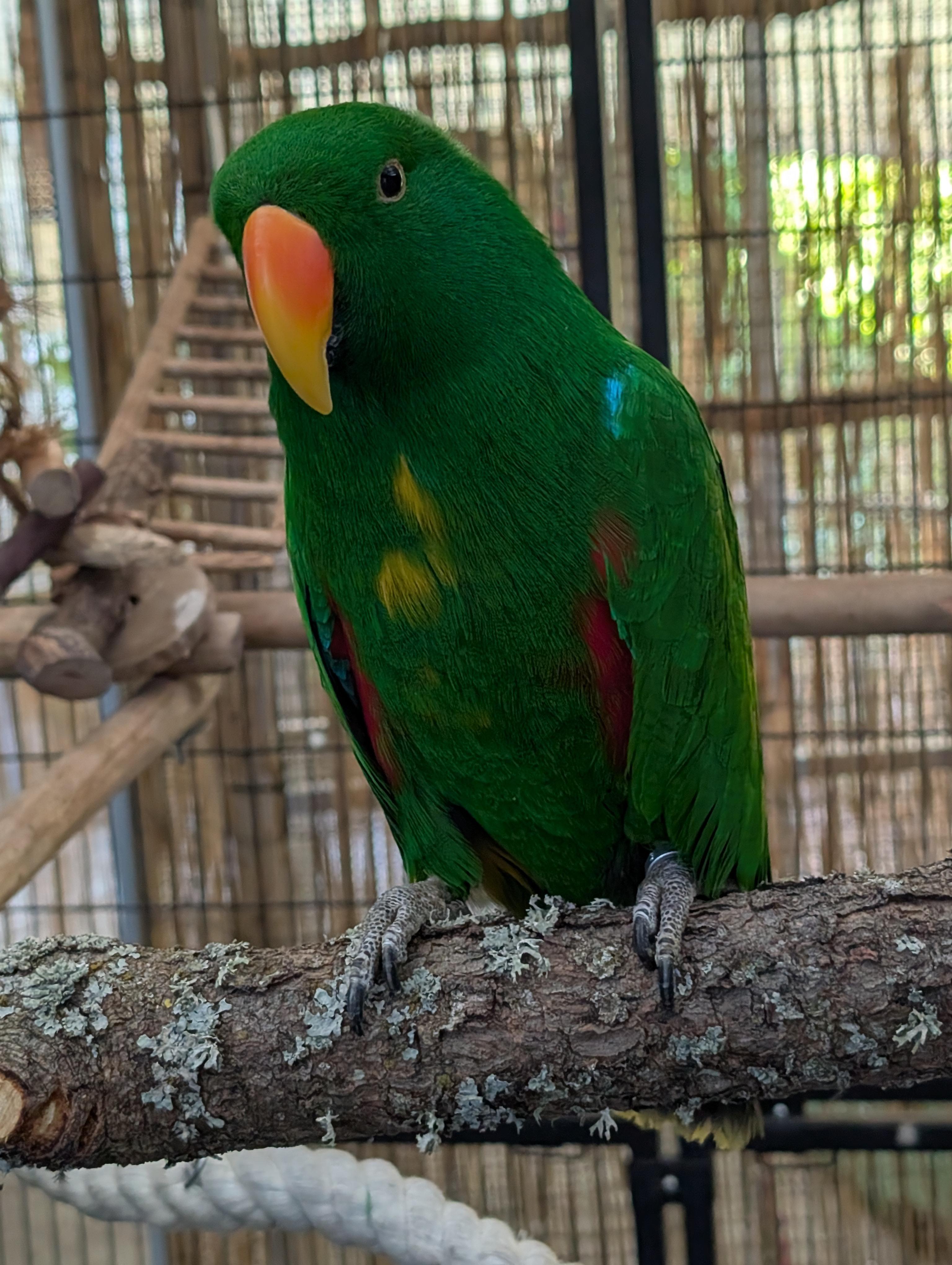 Upcoming Soon Rocky 25 YO Male Vosmaers Eclectus, a ADOPTABLE Eclectus in Vancouver, WA image 5/5