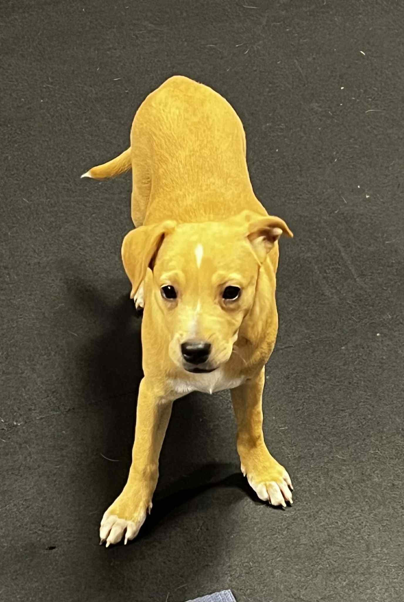 Saffron, a Adoptable mixed breed in Harrington, DE image 1/4