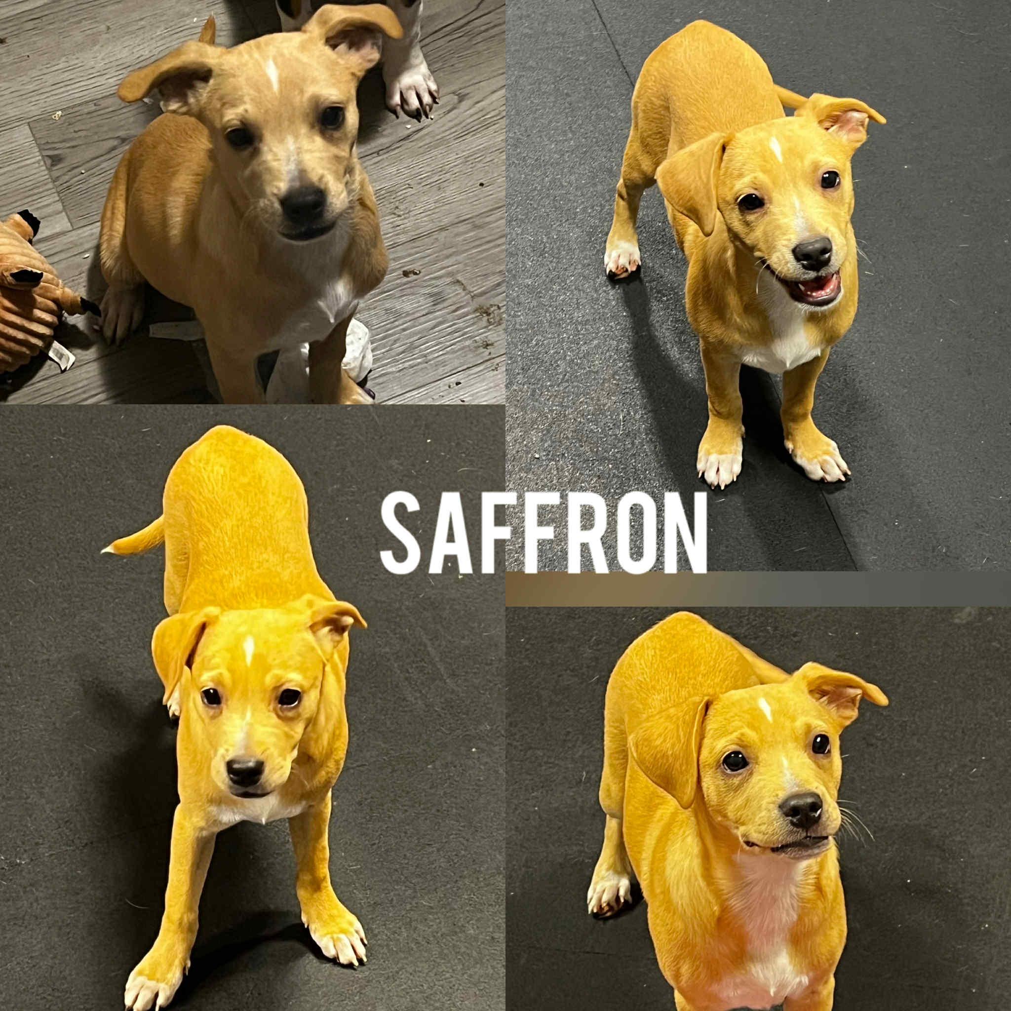 Saffron, a Adoptable mixed breed in Harrington, DE image 2/4